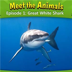 Meet the Animals英语视频 001_Meet the Animals 1_Great White Shark